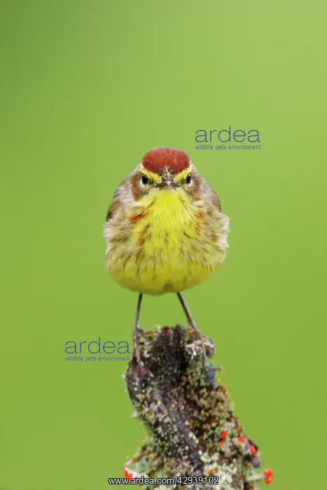  : Palm Warbler