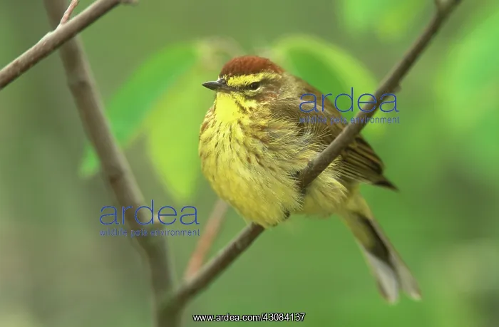 : Palm Warbler : Palm Warbler