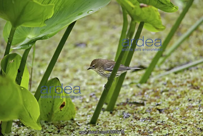  : Palm Warbler