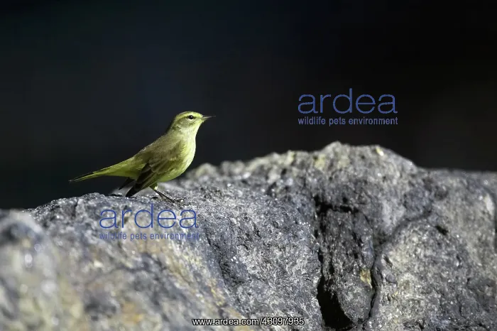 : Palm Warbler : Palm Warbler