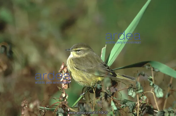 : Palm Warbler : Palm Warbler