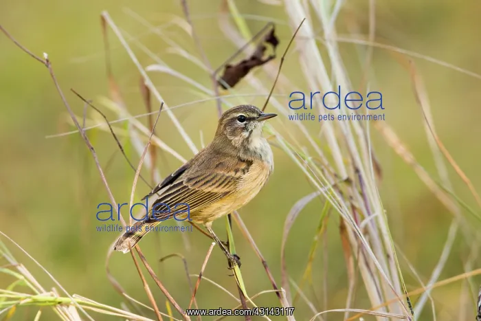 : Palm Warbler : Palm Warbler