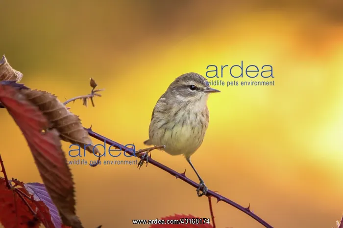 : Palm Warbler : Palm Warbler