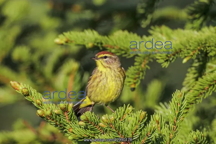 : Palm Warbler - adult on breeding territory perched in spruce : Palm Warbler - adult on breeding territory perched in spruce