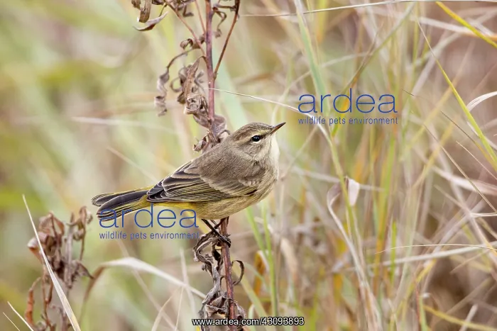 : Palm Warbler in Autumn : Palm Warbler in Autumn