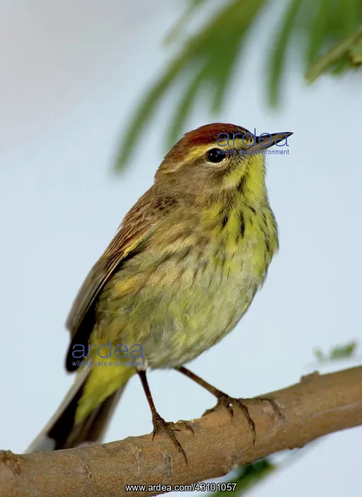 : Palm Warbler (Dendroica palmarum) : Palm Warbler (Dendroica palmarum)