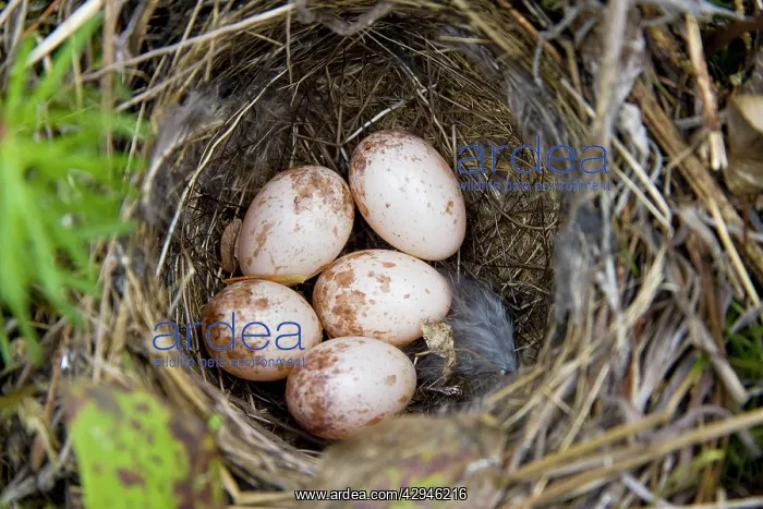 : Palm Warbler nest : Palm Warbler nest
