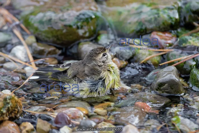: Palm Warbler (Setophaga palmarum) bathing Marion : Palm Warbler (Setophaga palmarum) bathing Marion