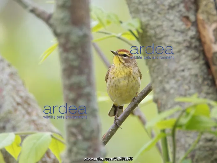 : Palm Warbler Setophaga palmarum Magee Marsh, Ohio : Palm Warbler Setophaga palmarum Magee Marsh, Ohio