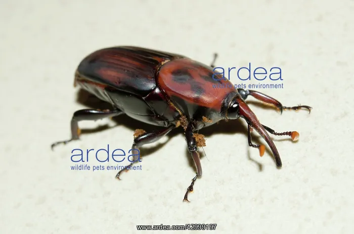 : Palm Weevil - with Phoretic Mites (Acari Subclass) : Palm Weevil - with Phoretic Mites (Acari Subclass)