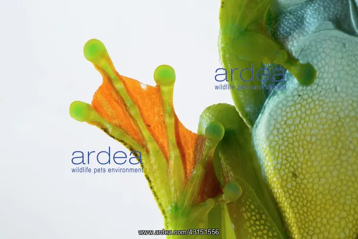 : Palmar tree frog (Hypsiboas pellucens) paw on white : Palmar tree frog (Hypsiboas pellucens) paw on white