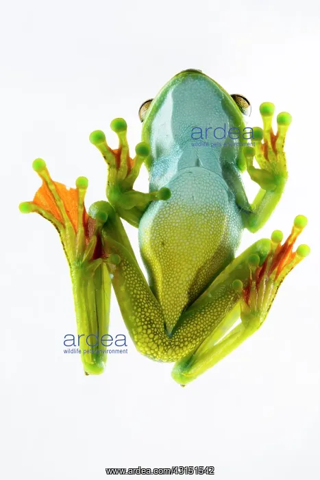 : Palmar tree frog (Hypsiboas pellucens) on white : Palmar tree frog (Hypsiboas pellucens) on white
