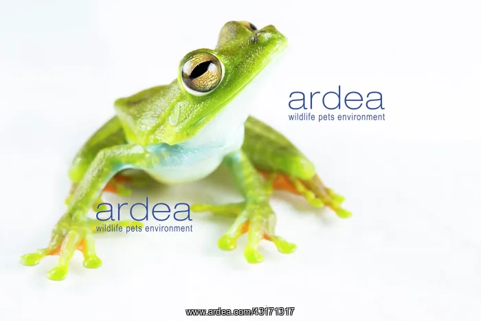 : Palmar tree frog (Hypsiboas pellucens) on white : Palmar tree frog (Hypsiboas pellucens) on white