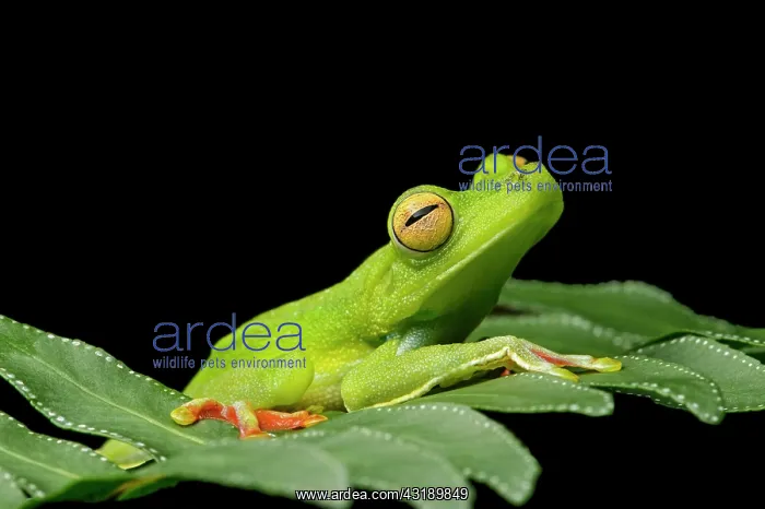 : Palmar tree frog (Hypsiboas pelluscensa), Choco : Palmar tree frog (Hypsiboas pelluscensa), Choco