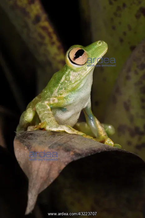 : Palmar Treefrog (Hypsiboas pellucens) captive : Palmar Treefrog (Hypsiboas pellucens) captive