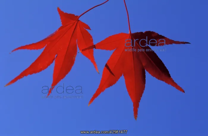 : Palmate Maple-tree - Autumn leaves : Palmate Maple-tree - Autumn leaves