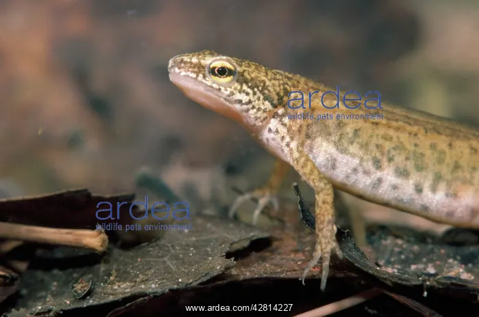 : Palmate Newt : Palmate Newt