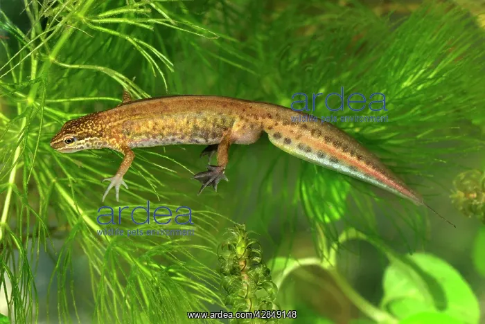 : Palmate Newt : Palmate Newt