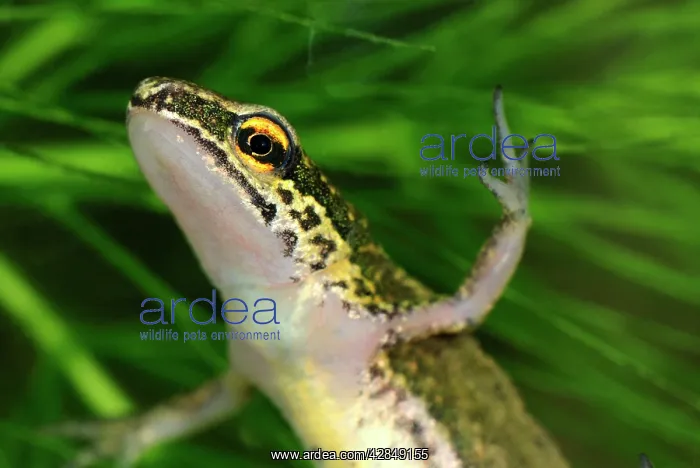 : Palmate Newt : Palmate Newt