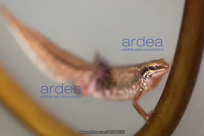  : Palmate Newt