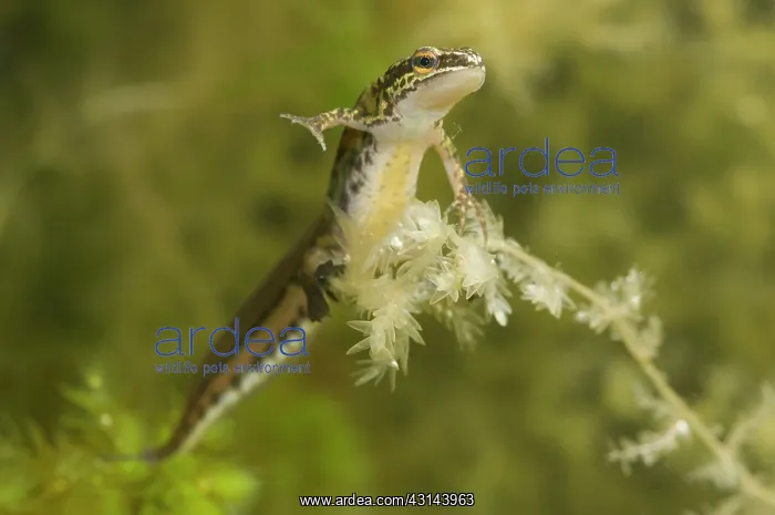 : Palmate Newt : Palmate Newt