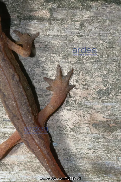 : Palmate Newt : Palmate Newt