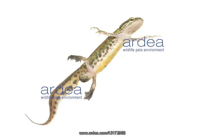 : Palmate Newt : Palmate Newt