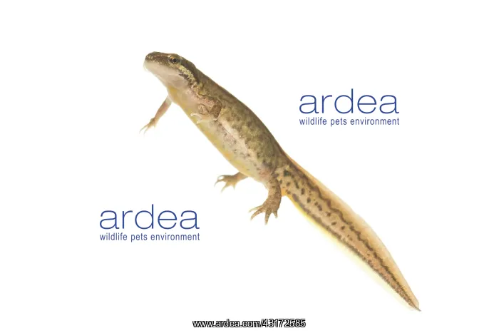 : Palmate Newt : Palmate Newt