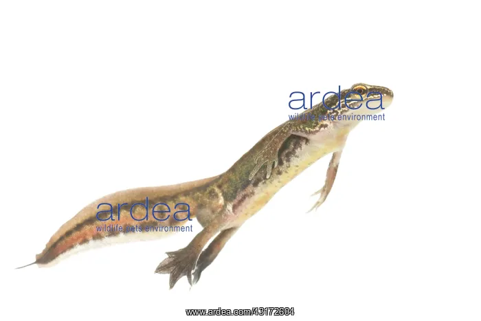 : Palmate Newt : Palmate Newt