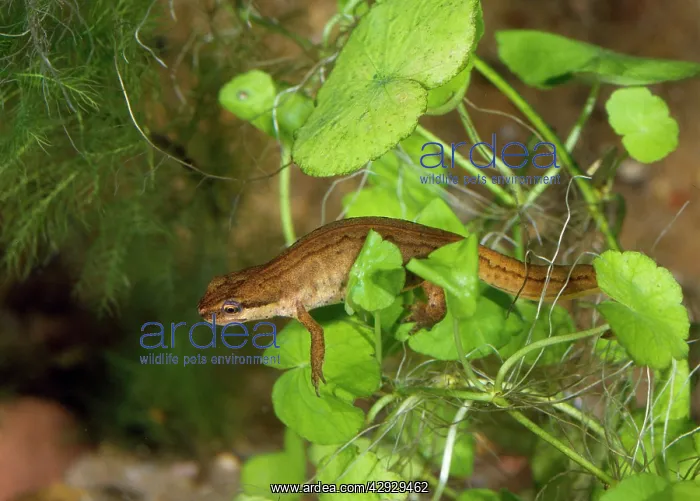  : PALMATE NEWT IN LEAVES