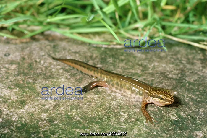 : Palmate Newt - male : Palmate Newt - male
