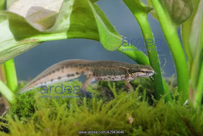 : Palmate Newt - Single adult male photographed underwater : Palmate Newt - Single adult male photographed underwater