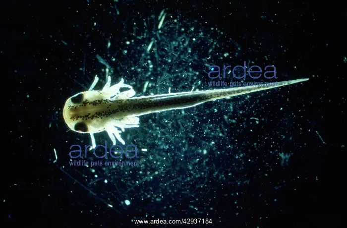 : Palmate Newt - tadpole : Palmate Newt - tadpole
