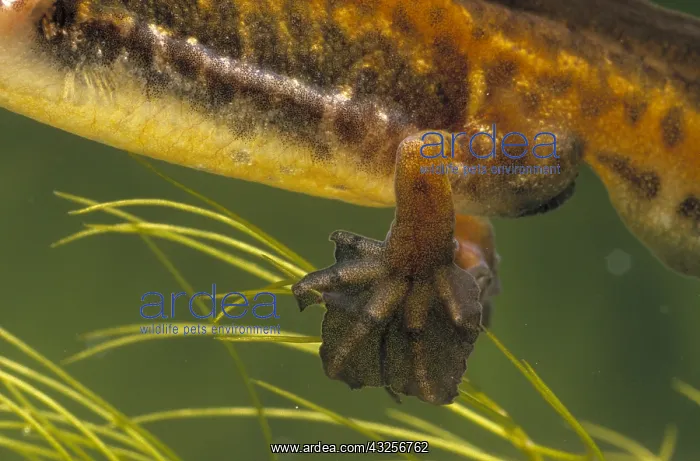 : Palmate Newt (Triturus helveticus) showing webb : Palmate Newt (Triturus helveticus) showing webb