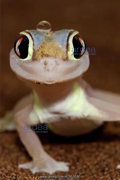 : Palmato Gecko : Palmato Gecko