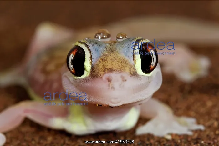 : Palmato Gecko - close up of the head with water droplets : Palmato Gecko - close up of the head with water droplets