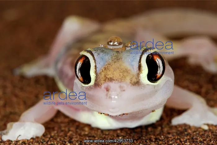 : Palmato Gecko - close up of the head with water droplets : Palmato Gecko - close up of the head with water droplets