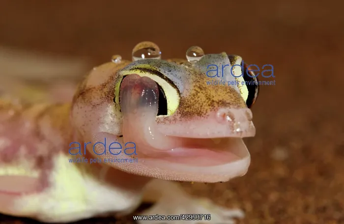 : Palmato Gecko - Close up whilst licking moisture : Palmato Gecko - Close up whilst licking moisture