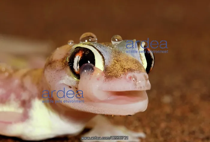: Palmato Gecko - Close up whilst licking moisture : Palmato Gecko - Close up whilst licking moisture