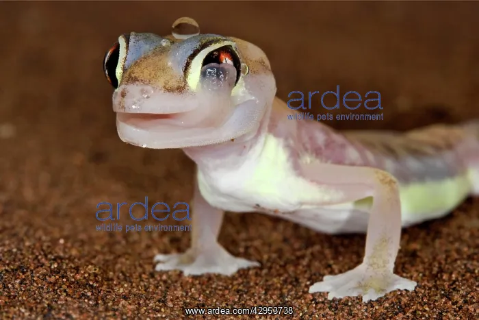 : Palmato Gecko - licking its eye : Palmato Gecko - licking its eye
