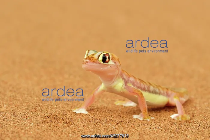 : Palmato gecko, Namib desert near Swakopmund, Namibia : Palmato gecko, Namib desert near Swakopmund, Namibia