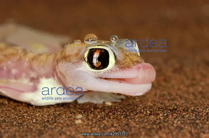 : Palmato Gecko - tongue protruding to lick water droplets : Palmato Gecko - tongue protruding to lick water droplets