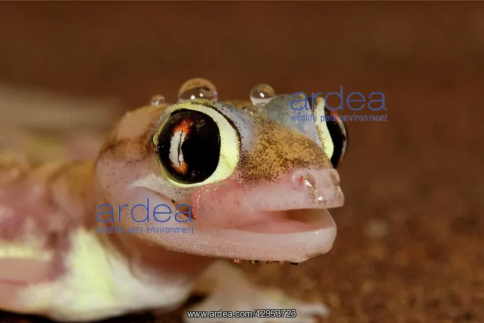  : Palmato Gecko - tongue protruding to lick water droplets