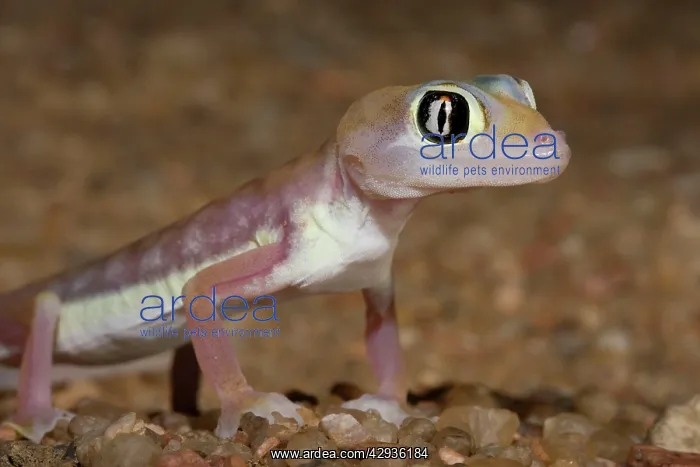 : Palmato Gecko / Web-footed Gecko : Palmato Gecko / Web-footed Gecko