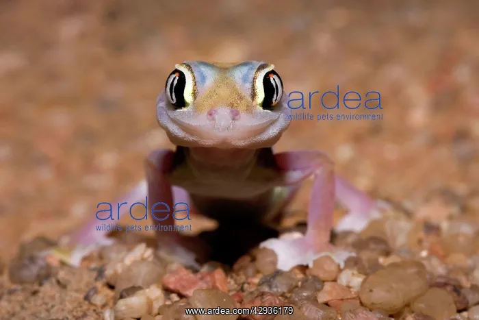 : Palmato Gecko / Web-footed Gecko - frontal portrait : Palmato Gecko / Web-footed Gecko - frontal portrait
