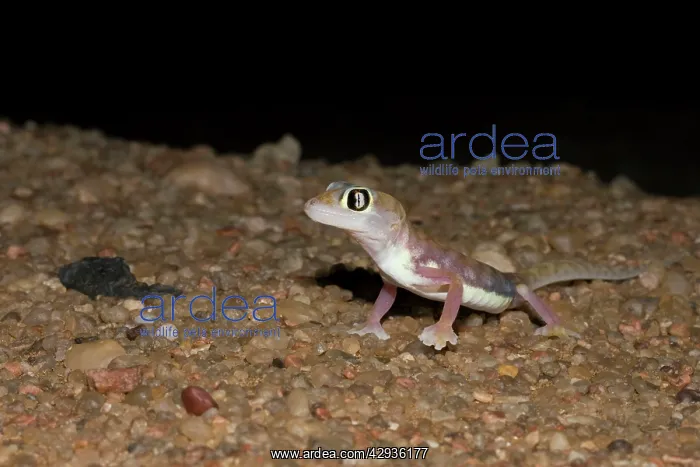 : Palmato Gecko / Web-footed Gecko - at night in : Palmato Gecko / Web-footed Gecko - at night in