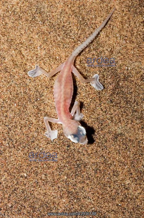 : Palmato Gecko / Web-footed Gecko - seen from above : Palmato Gecko / Web-footed Gecko - seen from above