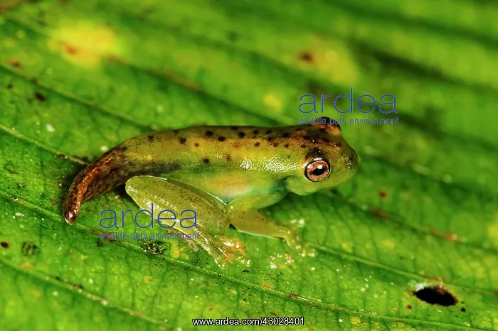 : Palmer's Tree Frog, stage between tadpole and frog : Palmer's Tree Frog, stage between tadpole and frog
