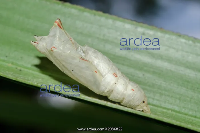: Palmfly Butterfly chrysalis on leaf - Klungkung : Palmfly Butterfly chrysalis on leaf - Klungkung