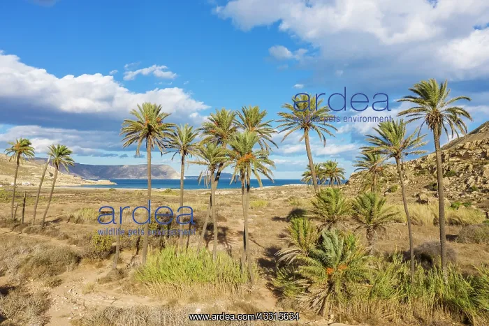 : Palms at the beach El Playazo. Aerial view. Drone : Palms at the beach El Playazo. Aerial view. Drone
